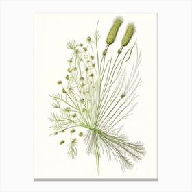 Fennel Seed Spices And Herbs Pencil Illustration 3 Canvas Print