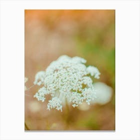 White Flower Canvas Print