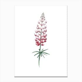 Red And Radiant Watercolor Lupine Art Canvas Print