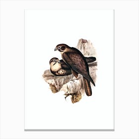 Vintage Brown Hawk Bird Illustration on Pure White n.0279 Canvas Print