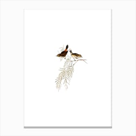 Vintage Red Rumped Thornbill Bird Illustration on Pure White n.0146 Canvas Print
