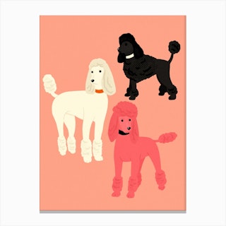 Poodles Canvas Print