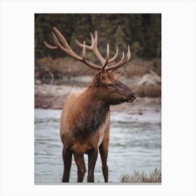 Elk Near Creek Canvas Print