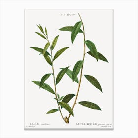 Golden Willow, Pierre Joseph Redoute Canvas Print