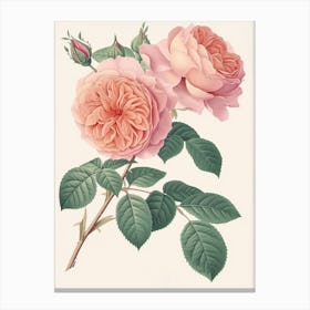 English Roses Painting Rose With Leaves 2 Canvas Print
