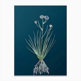Vintage Blue Corn Lily Botanical Art on Teal Blue n.0715 Canvas Print