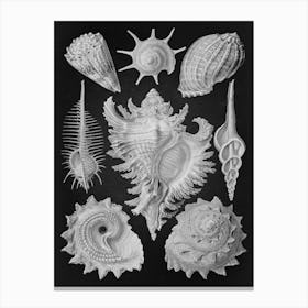 Vintage Haeckel 10 Tafel 53 Vorderkiemen Schnecken Canvas Print