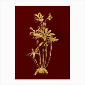 Vintage Lily of the Incas Botanical in Gold on Red n.0313 Canvas Print