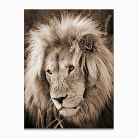 Lion King Sepia Canvas Print