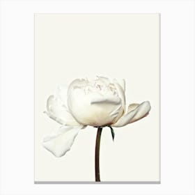 White Peony Flower Canvas Print