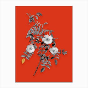 Vintage Reddish Rosebush Black and White Gold Leaf Floral Art on Tomato Red n.0534 Canvas Print