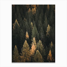 Autumn Pine Forest Canvas Print