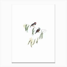 Vintage Chestnut Eared Finch Bird Illustration on Pure White n.0004 Canvas Print