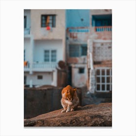 Cat in the surftown of Taghazout, Morocco | Streetphotography Canvas Print