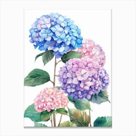 Hydrangea 1 Canvas Print