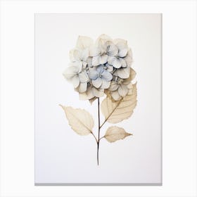 Pressed Flower Botanical Art Hydrangea 1 Canvas Print