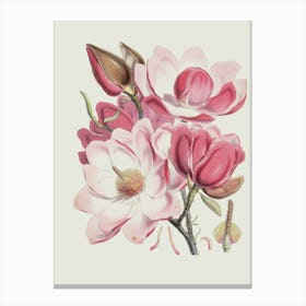 Magnolia 1 Canvas Print