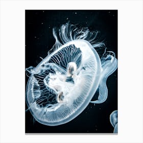 Jellyfish 2 Canvas Print