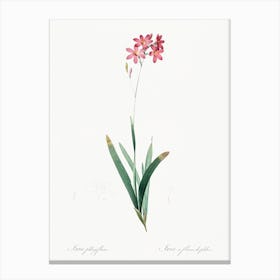 Corn Lily, Pierre Joseph Redoute 1 Canvas Print