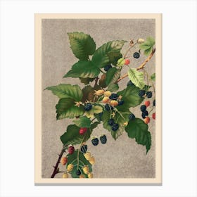 Blackberries,  Prang & Co Canvas Print