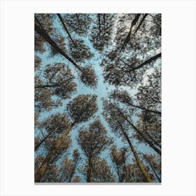 Looking Up At Pine Trees Canvas Print