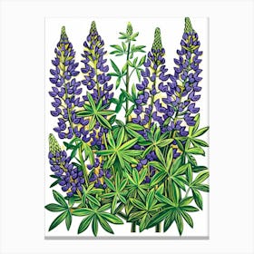 Lupine 4 Canvas Print