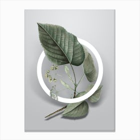 Vintage Linden Tree Branch Minimalist Flower Geometric Circle on Soft Gray n.0046 Canvas Print