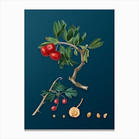 Vintage Red Thorn Apple Botanical Art on Teal Blue n.0380 Canvas Print