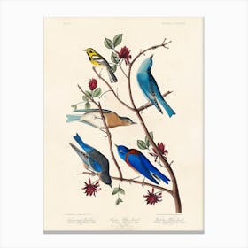 Townsend'S Warbler, Birds Of America, John James Audubon Canvas Print