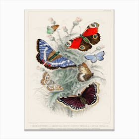 Peacock Butterfly, Camberwall Beauty, Purple Emperor, Glanville Fritillary, Grayling Butterfly, Green Hair Streak, And Silver Studded Blue Butterfly, Oliver Goldsmith Canvas Print