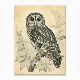 Spotted Owl Vintage Illustration 2 Canvas Print