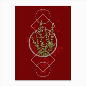 Vintage Cat Thyme Plant Botanical with Geometric Line Motif and Dot Pattern n.0328 Canvas Print
