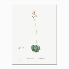 Aloe Atrovirens, Pierre Joseph Redoute Canvas Print