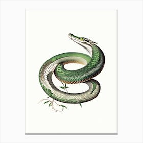 Boomslang Snake 1 Vintage Canvas Print