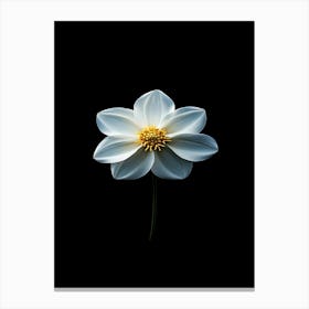 White Flower On Black Background 1 Canvas Print