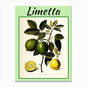 Lime Canvas Print