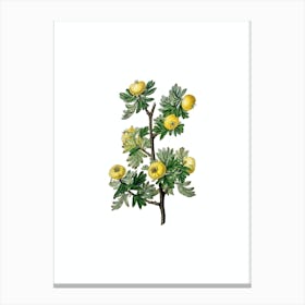 Vintage Tansy Leaved Hawthorn Botanical Illustration on Pure White Canvas Print