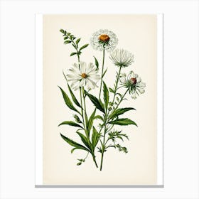 Vintage Botanical Galleria Style Wildflower Painting 35 Canvas Print