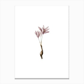 Vintage Autumn Crocus Botanical Illustration on Pure White n.0131 Canvas Print