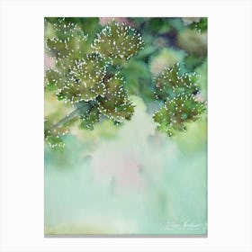 Acropora Valida Storybook Watercolour Canvas Print