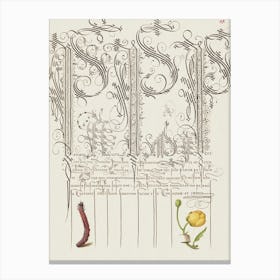 Caterpillar And Globeflower From Mira Calligraphiae Monumenta, Joris Hoefnagel Canvas Print