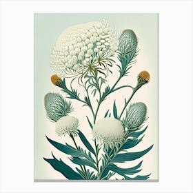 Pearly Everlasting Wildflower Vintage Botanical Canvas Print