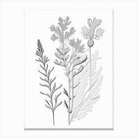 Astragalus Herb William Morris Inspired Line Drawing 1 Canvas Print