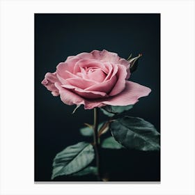 Pink Rose 80 Canvas Print