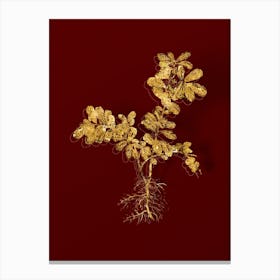 Vintage Lingonberry Botanical in Gold on Red n.0446 Canvas Print