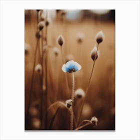 Blue Corn Flower No 4 Canvas Print