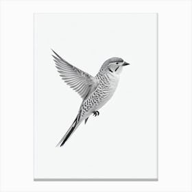 Budgerigar B&W Pencil Drawing 1 Bird Canvas Print