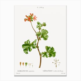 Rose Geranium, Pierre Joseph Redoute Canvas Print