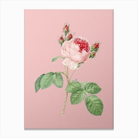 Vintage Pink Cabbage Rose Botanical on Soft Pink n.0022 Canvas Print