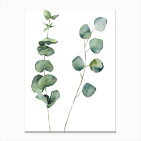 Eucalyptus Canvas Print